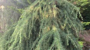 Кедр гималайский. Плакучая форма.