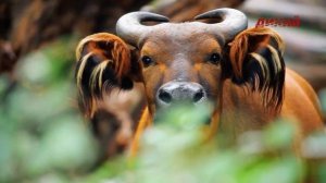 Африканский лесной буйвол. Охота на юге Камеруна