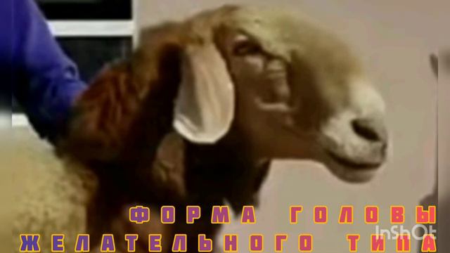 Экстерьер: формы головы овец по глазомерной оценке в народной селекции 2
