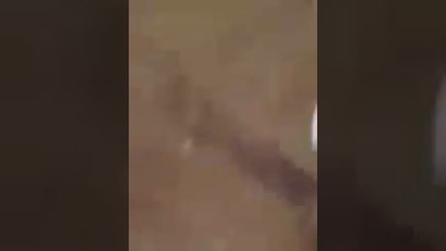 Страна Болгария город Созополь Ресторан Нептун Кортеж Кирилла Дмитриевича Белякова смотреть онлайн