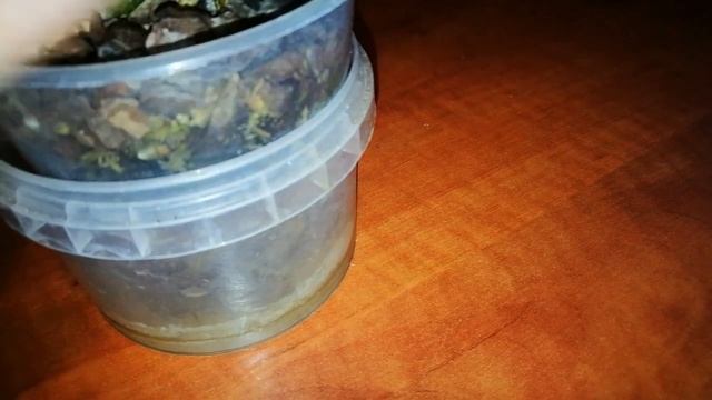 Мильтония, Brassada. Домашнее цветение. Немного об уходе. смотреть онлайн