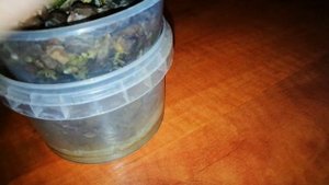 Мильтония, Brassada. Домашнее цветение. Немного об уходе.