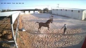 Лошадь напала на человека - внезапный акт агрессии