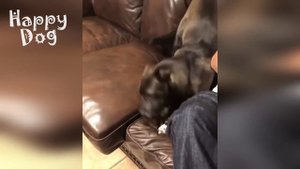 Подборка приколов с животными