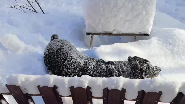 Подснежный ротвейлер. смотреть онлайн