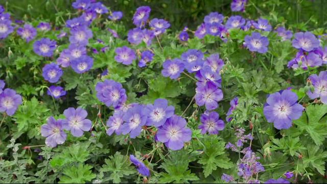 Cottage Farms 6-Piece Shade Loving Hardy Geranium Set on QVC смотреть онлайн