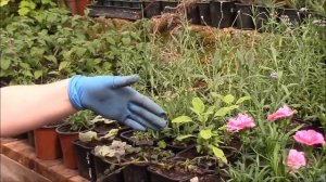 Новинка. Липпия. Сахарное растение.