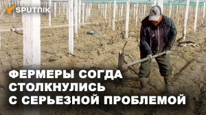 Дороже на 150 %: фермеры Таджикистана жалуются на повышение цен на воду