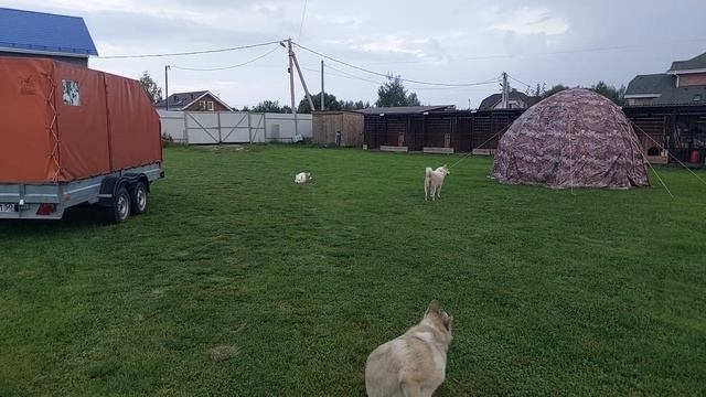 Кормлю перед грозой смотреть онлайн