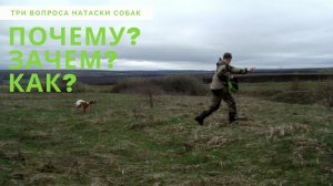 Прямой эфир - "Три вопроса натаски собак"