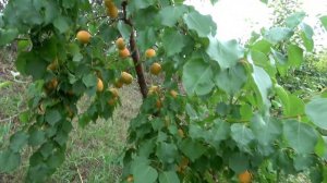 Ежегодное обильное плодоношение Абрикос НАСЛАЖДЕНИЕ / Превосходный сорт для десерта и переработки