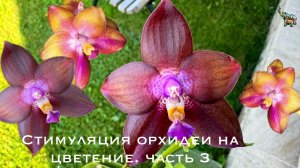 Стимуляция орхидей на цветение. Часть 3. Первые цветоносы 💪🏻💪🏻💪🏻