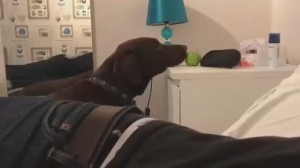 Собака хочет яблоко