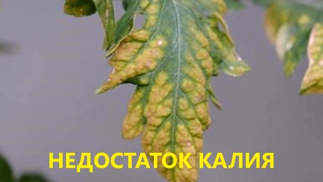 ПОМИДОРЫ. САМАЯ ЛУЧШАЯ ПОДКОРМКА ПОМИДОРОВ ПОСЛЕ ВЫСАДКИ В ГРУНТ ДЛЯ БОГАТОГО УРОЖАЯ