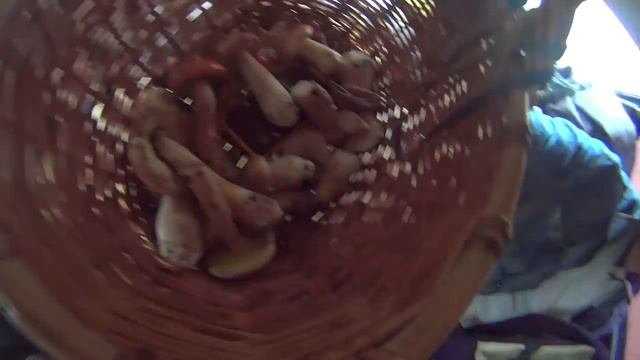 ГРИБНАЯ ОХОТА 24 07 2015