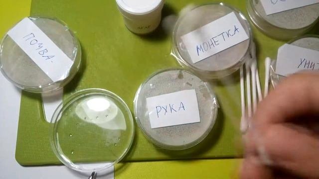 Как сделать бактерии.
