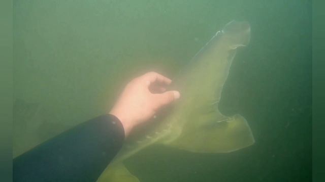 Белуга выплывает на человека!!! .mp4 смотреть онлайн