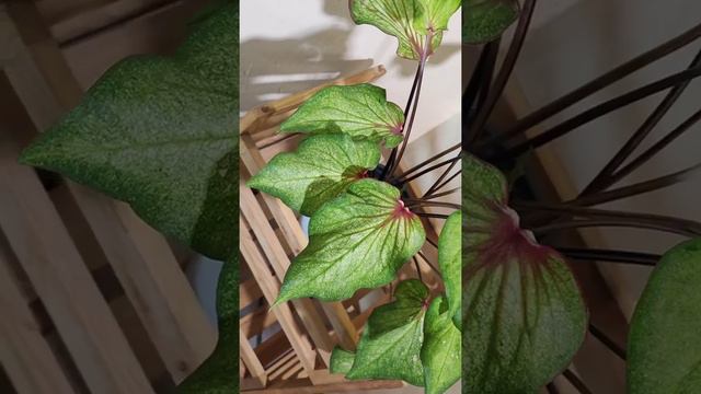 Wish Granted: US Caladium смотреть онлайн