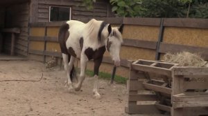 ЗООПАРК в м. РІВНЕ. КІННИЙ ДВІР (Court Equestrian. Zoo Rivne. Ukraine) (1)