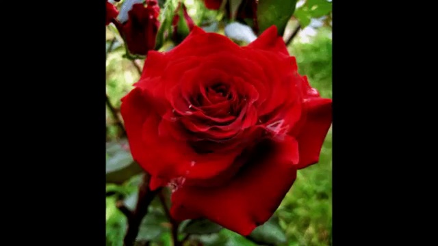 О,Мадонна смотреть онлайн