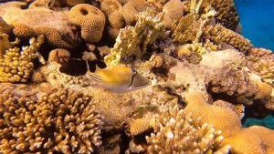 СПИНОРОГ ПИКАССО в Красном море // PICASSO TRIGGERFISH in Red Sea (Relax)