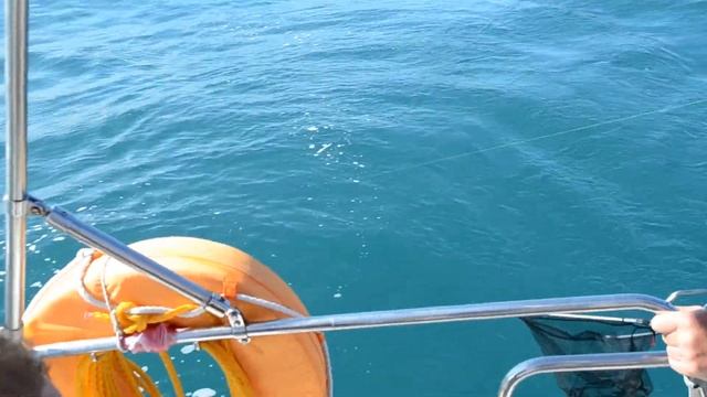 Тунец рыба моей мечты смотреть онлайн