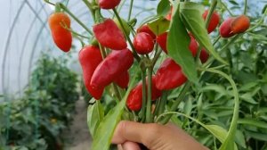 СТОЕТ ЛИ ОСТАВЛЯТЬ ПАСЫНКИ НА ПЕРЦЕ, КАКОЙ РЕЗУЛЬТАТ И ВЫВОД. ЭКСПЕРИМЕНТ НА СЛАДКОМ ПЕРЦЕ.