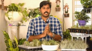 TILANDSIA AIRPLANTS  care watering propagation full information in Malayalam