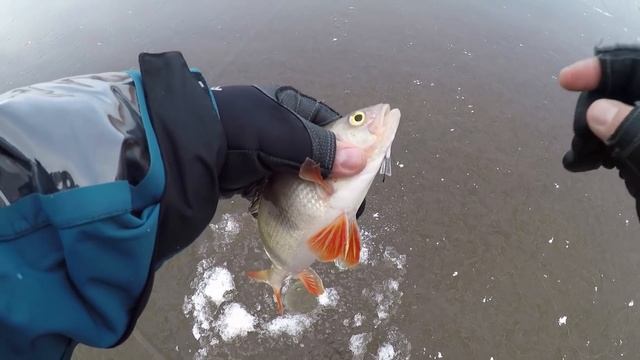 ПЕРВЫЙ ЛЁД 2019 - 2020. Балансир, ЖЕРЛИЦЫ, Безмотылка. Ловля ЩУКИ И ОКУНЯ. Зимняя Рыбалка. смотреть онлайн