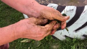 Как легко и просто отмыть руки после работы с томатами