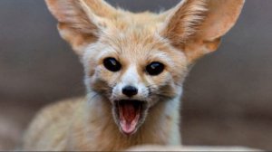 Самые удивительные млекопитающие