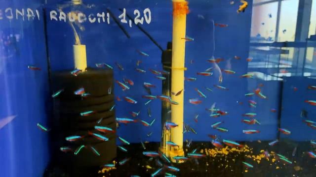 Зоо Магазин аквариумов в Литве. Аквариумные рыбки в Литве смотреть онлайн