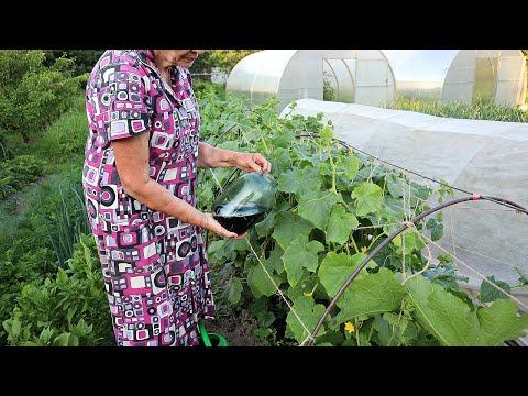 Чтобы огурцы плодоносили без остановки дайте им это в жару! Уход подкормка и полив огурцов в жару.