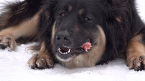 Новогодний подарок сделал "Тепличный" четвероногому найденышу участницы проекта "В гостях уДачи"