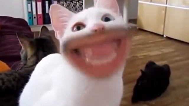 КОТ С ЧЕЛОВЕЧЕСКИМ РТОМ# КОТЫ ЖГУТ# GATO scherzi# KOTE смотреть онлайн