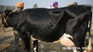 Best holstein friesian cow in India