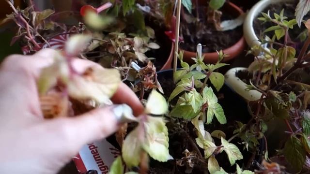 Как подготовить ахименес к периоду покоя (зимовке) смотреть онлайн