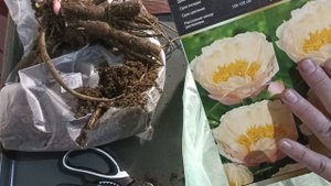 Распаковка пионов Кингс Дэй и Корал Бич. Агрофирма "ПОИСК".  #распаковка, #покупкарастенийдлясада.