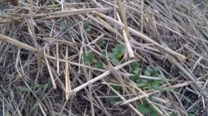 Рапс. Прямой посев и всходы. Первая гербицидная обработка.