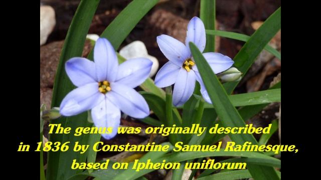 Gardeners World 2022 Episode 22 Chinodoxa / Scilla, Ipheion / Tristagma Little Garden of Monfestin смотреть онлайн