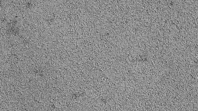 Sample 3 0 5 OD, 8x, 20x смотреть онлайн