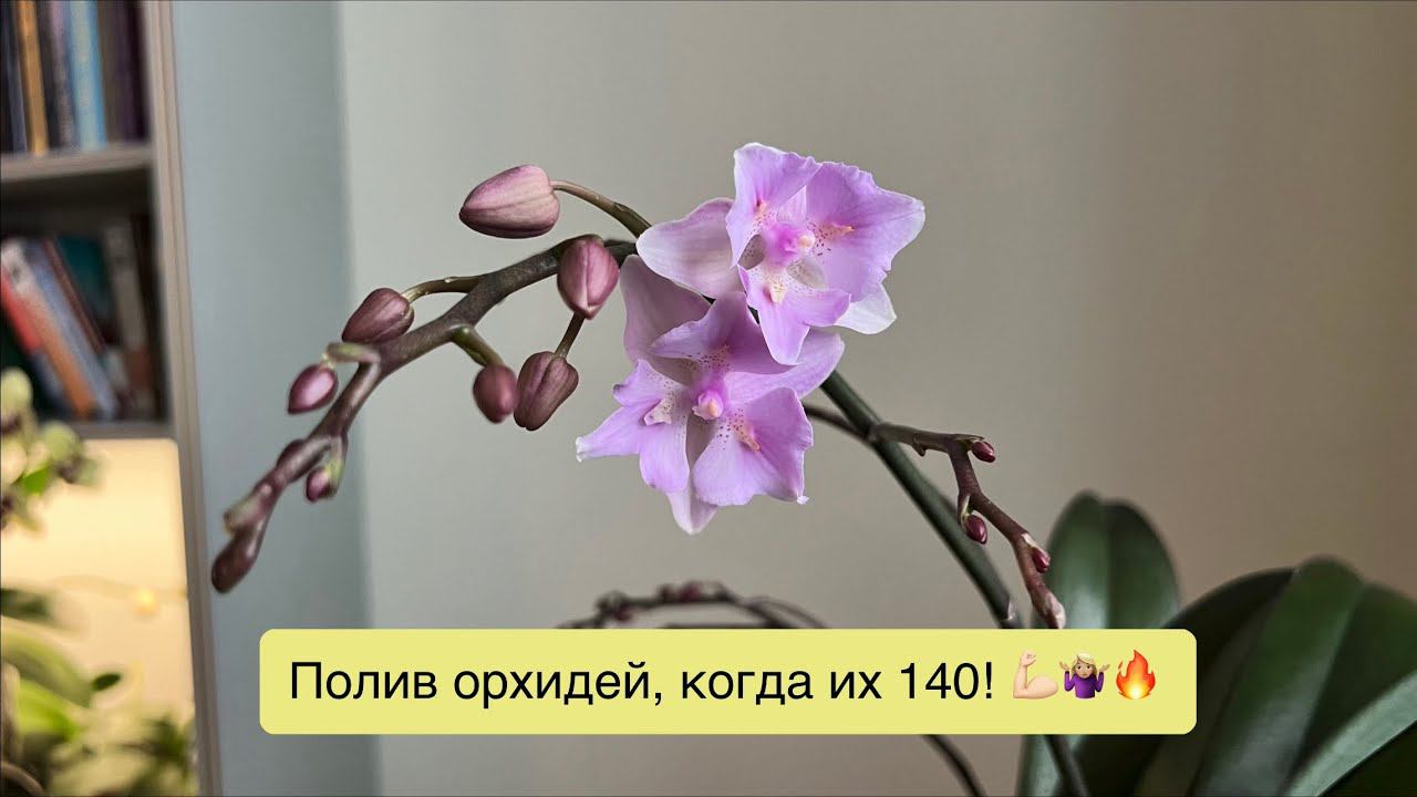 Как поливать орхидеи, если их 140 и они очень разные!❤️