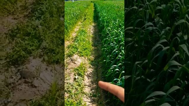 हिरनखुरी | Objectionable weed of wheat | Field bindweed (Convolvulus arvensis) | Morning glory