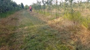 Kosa spalinowa Stihl fs 56
