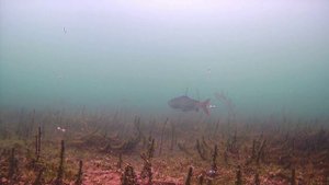 Очуметь, байкальский хариус во всей красе