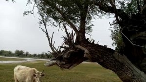 ҚАТТЫ ЖЕЛДІҢ ДАУЫСЫ