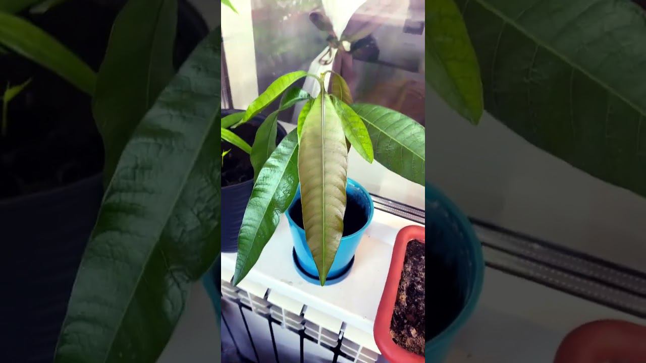 Как вырастить манго дома, пересадила в горшок часть 2 , активно растёт смотреть онлайн