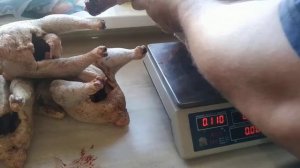 Забой индюка Конвертер 4,5 месяца и петушков Редбро