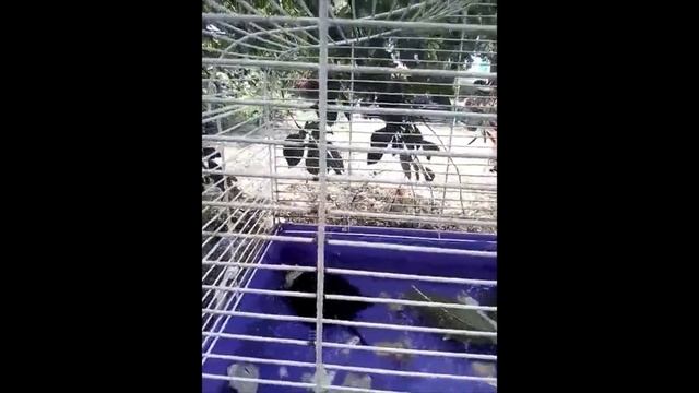 вислоухая речная черепашка