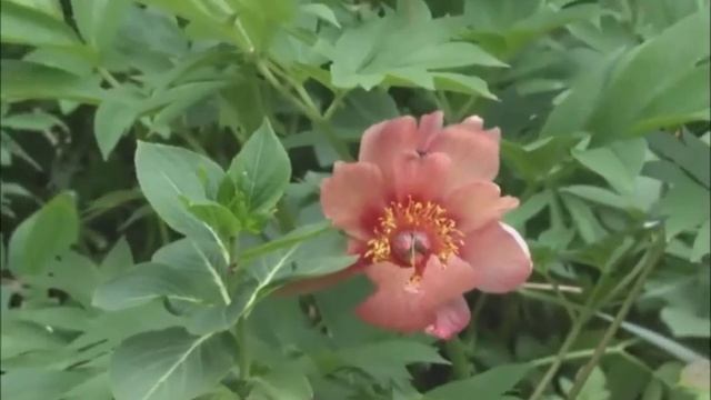 Утепление и Отделка Фасада сайдингом под камень Одинцовский смотреть онлайн